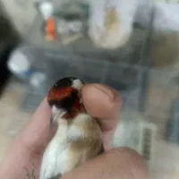 سهره|پرنده|کرج, بنیاد|دیوار