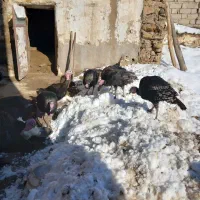 ی تعداد بو قلمون محلی برای فروش داریم