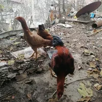 جوجه لاری|حیوانات مزرعه|گرگان, |دیوار