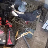 سیاه دم سفید