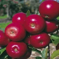 نهـال سـازگار  اقلــیــم مختـلف کشـور|خدمات باغبانی و درختکاری|ساوه, |دیوار