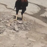 خروس لاری از بهترین نژاد پرخون و پرپا