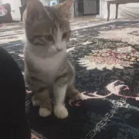 واگذاری گربه خانگی با ادب