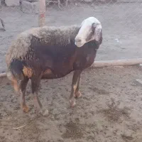 میش آبستن