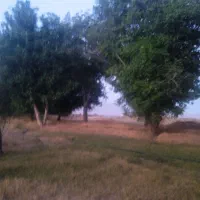 زمین-وباغ