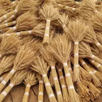 خوشه گندم درشت و تمیز