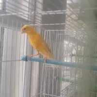 قناری مست خوان