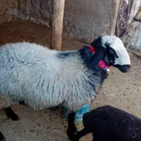 قوچ اصل شال