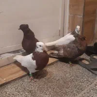 طوقی سرخ دم سفید