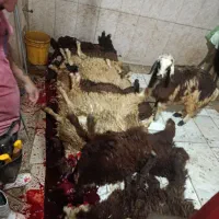 قصاب با گوسفندزنده|حیوانات مزرعه|رباطکریم, رباطکریم|دیوار