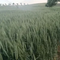 علف خرمنکوب بادی