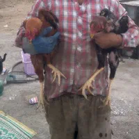 مرغ لاری فروش