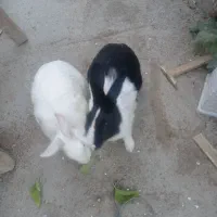 خرگوش جفت نروماده