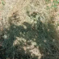 علف آماده بسته بندی