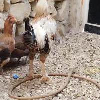 دو مرغ محلی  ویک خورس لاری