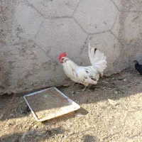 مرغ و خروس پاکر