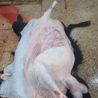قصاب ماهر گوسفند در محل