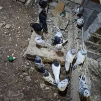 کبوتر|پرنده|خرمشهر, |دیوار