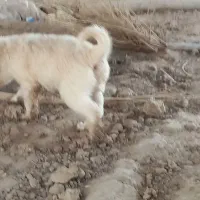 توله سگ چشم سبز
