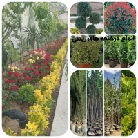 خدمات باغبانی آبیاری قطرهای کاشت هرس سم پاشی|خدمات باغبانی و درختکاری|شیراز, شهرک گلستان|دیوار