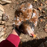 جوجه کوشین رد متلد