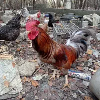 تخم مرغ نطفه دار برای جوجه کشی