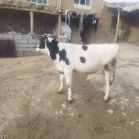 گوساله ماده ۱۰ ماهه هلشتاین