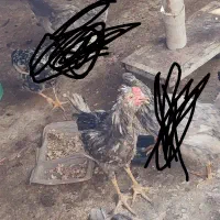 خروس و مرغ