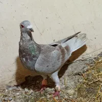 کبوتر|پرنده|فاروج, |دیوار