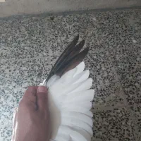 سینه قهوه ای سینه سیاه کفتر کبوتر|پرنده|شیراز, محراب|دیوار