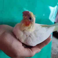 جوجه عروس لوتینو