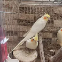 عروس هلندی و طوطی برزیلی