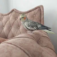 عروس هلندی ماده مرواریدی به همراه قفس