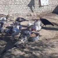 فروش بقلمون محلی