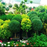 خدمات باغبانی وهرسکاری گولدون درتمام نقات تهران