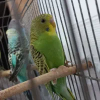 پرنده مرغ عشق|پرنده|الوند, |دیوار