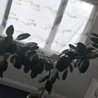 گل طبیعی|گل و گیاه طبیعی|شهرکرد, |دیوار