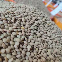 فروش انواع عدس ایرانی و خارجی