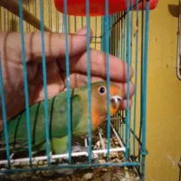 کوتوله برزیلی دستی|پرنده|پرند, فاز ۶|دیوار