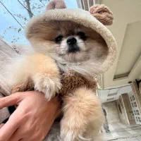 پامر خرسی بو فیس وارداتی خاص