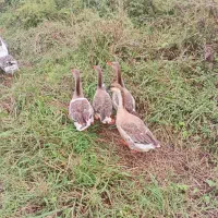 حیواناتِ مزرعه|حیوانات مزرعه|سیاهکل, |دیوار