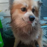 گمشده|حیوانات|تهران, مجیدآباد|دیوار