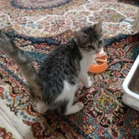 واگذاری بچه گربه|گربه|سبزوار, توحیدشهر|دیوار