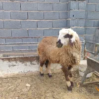 بره ماده ترکی|حیوانات مزرعه|نجفآباد, جلال آباد|دیوار