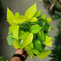 فروش گل