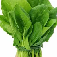 اسفناج تازه درجه یک