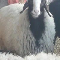 فروش بره ماده چاق در کفترک|حیوانات مزرعه|شیراز, کفترک|دیوار