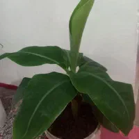 دو اصله نهال موز تزئینی