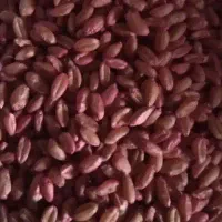 گندم بذری بوجاری شده