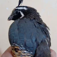 بلدرچین کالیفرنیا